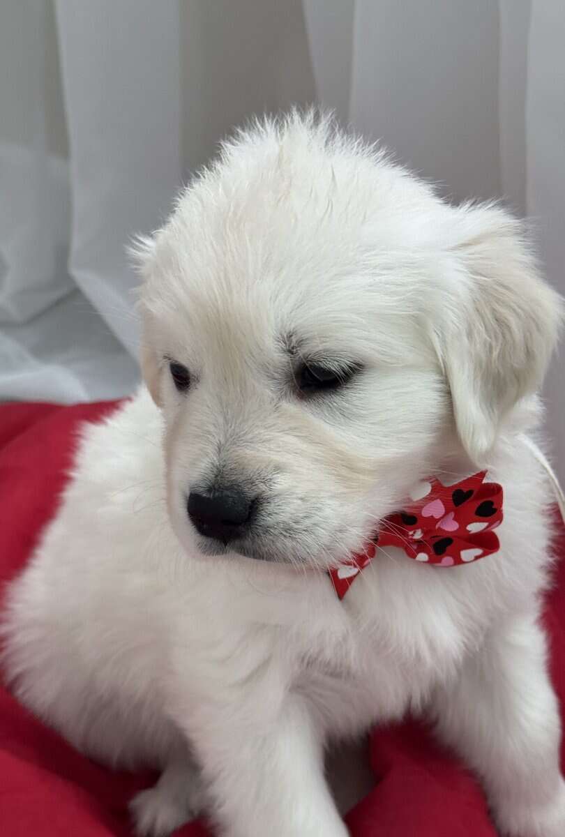 English Cream Golden Retrievers image 1