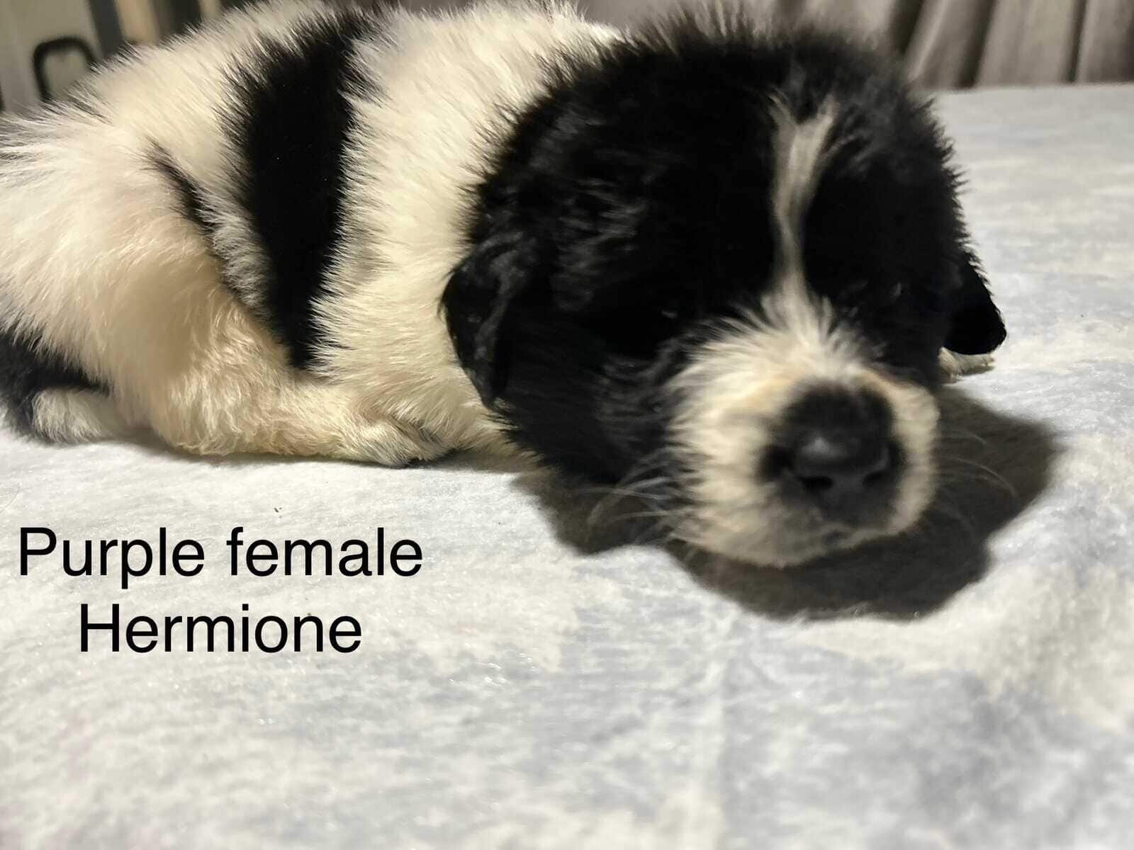 Newfoundland x Great Pyrenees image 16