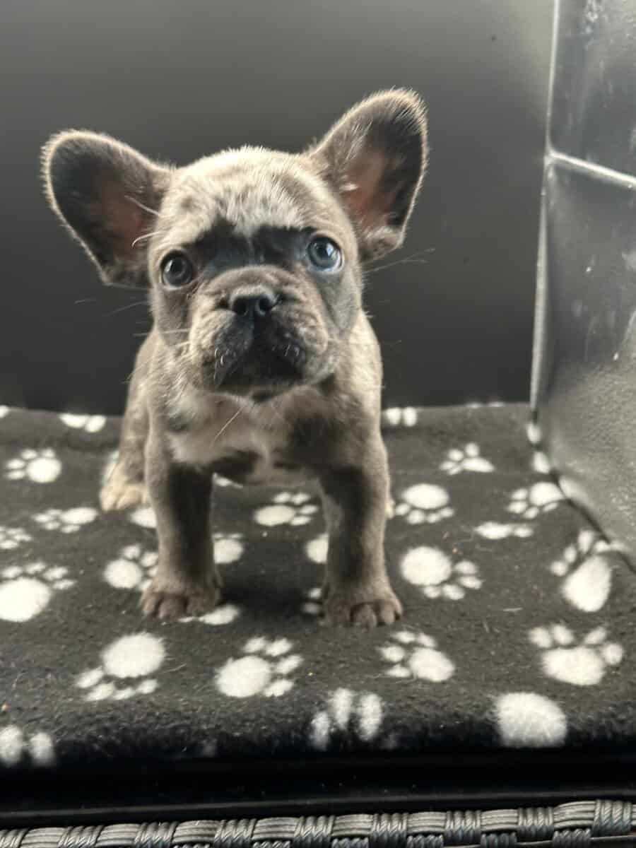 Exotic French Bulldog Puppies for sale image 3