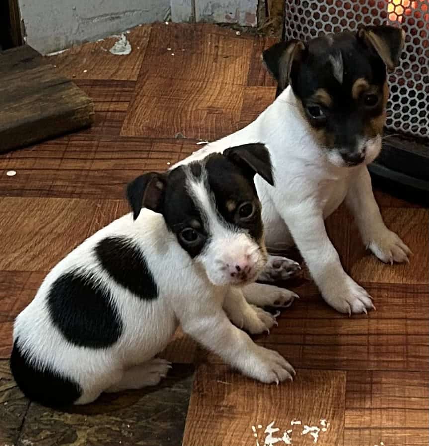Registered Jack Russell Puppies image 1