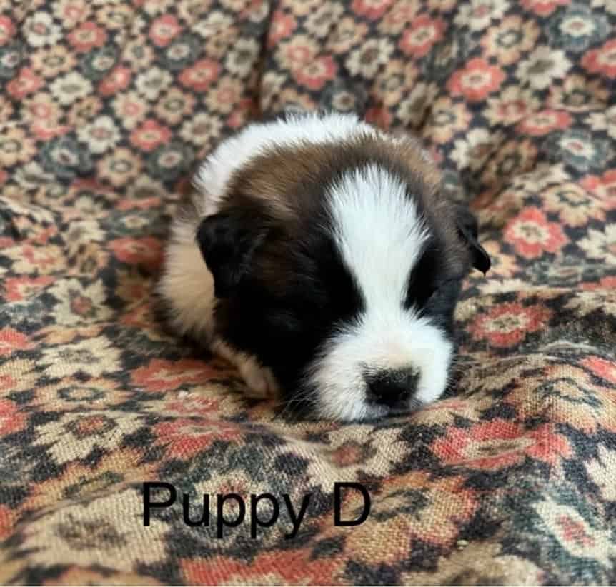 11 Perfect Baby Saint Bernards image 11