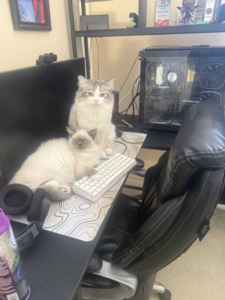 Purebred Ragdoll Cats for Sale – Kitten ($700) & A image 10