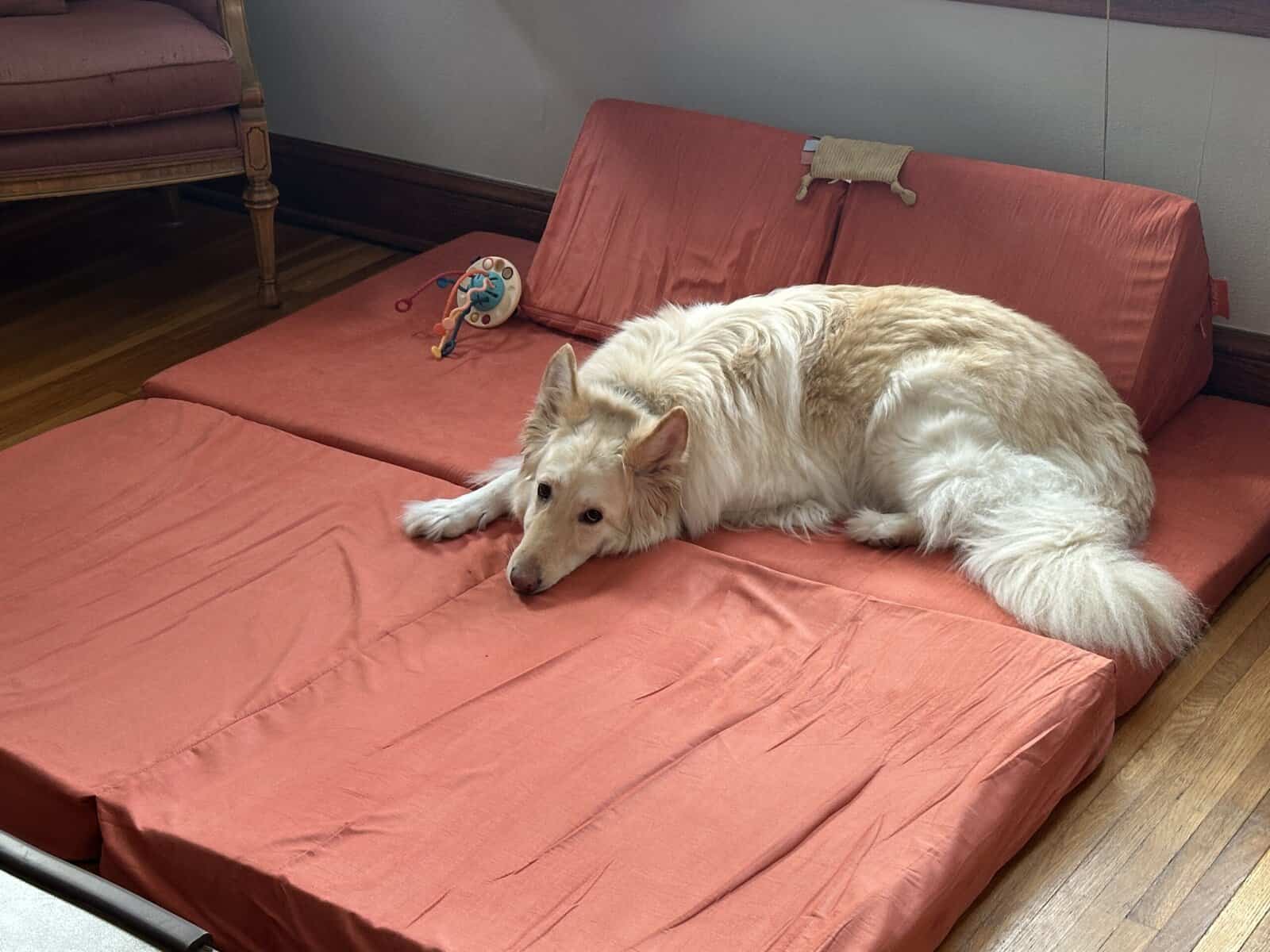 Rehoming Sasha the White German Shepherd image 3