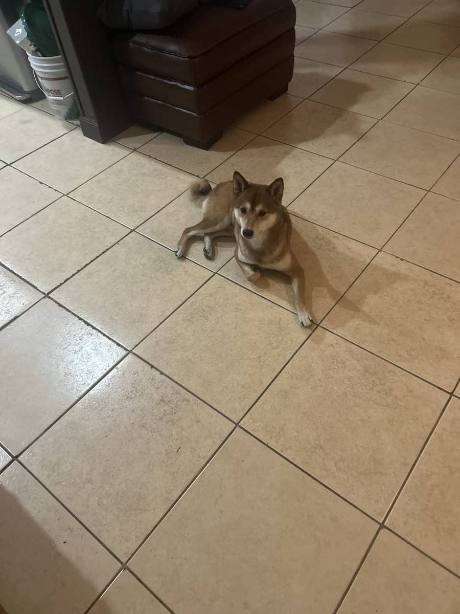 Shiba Inu image 1