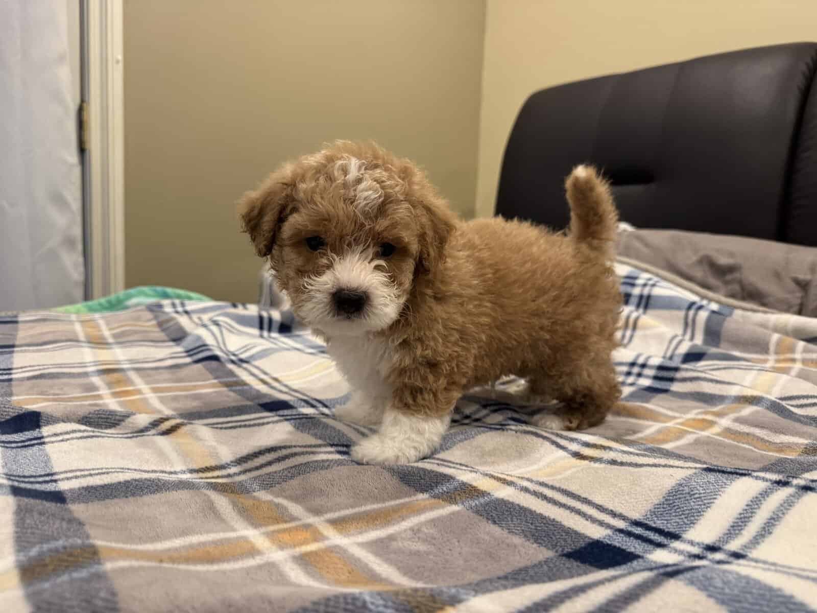 HAVAPOO puppies image 4