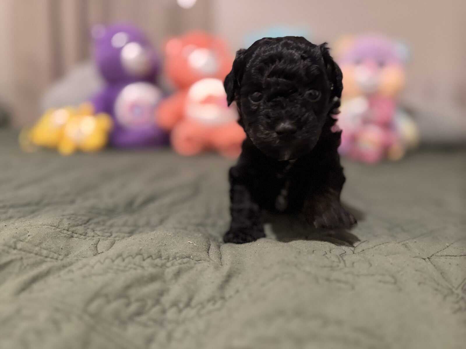 Toy poodles image 11