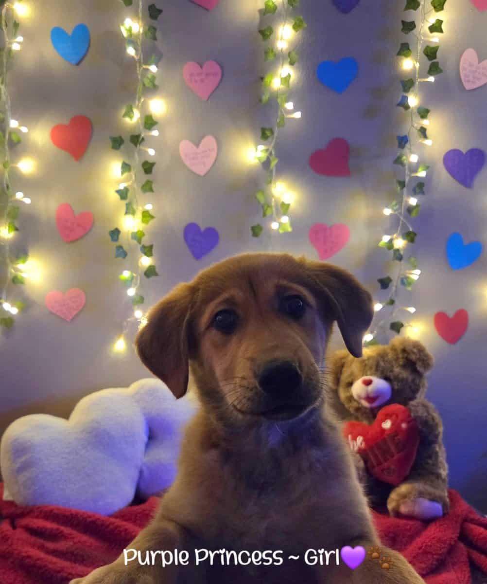 Golden Retriever x Shiba Inu Puppies image 2