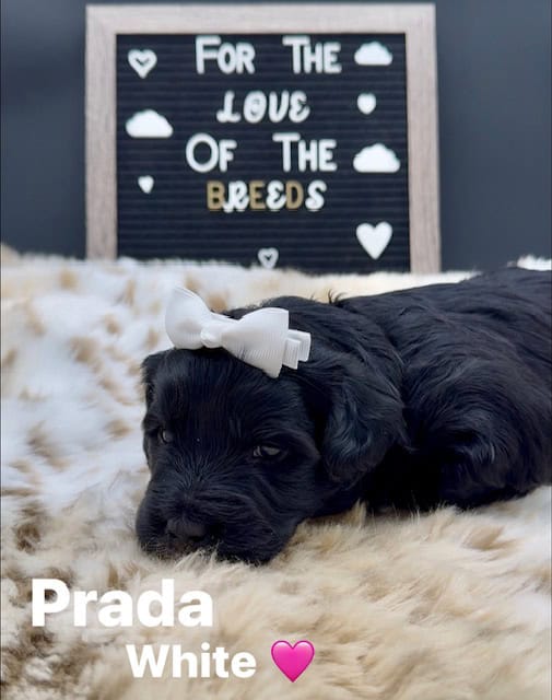 Goldendoodles image 1