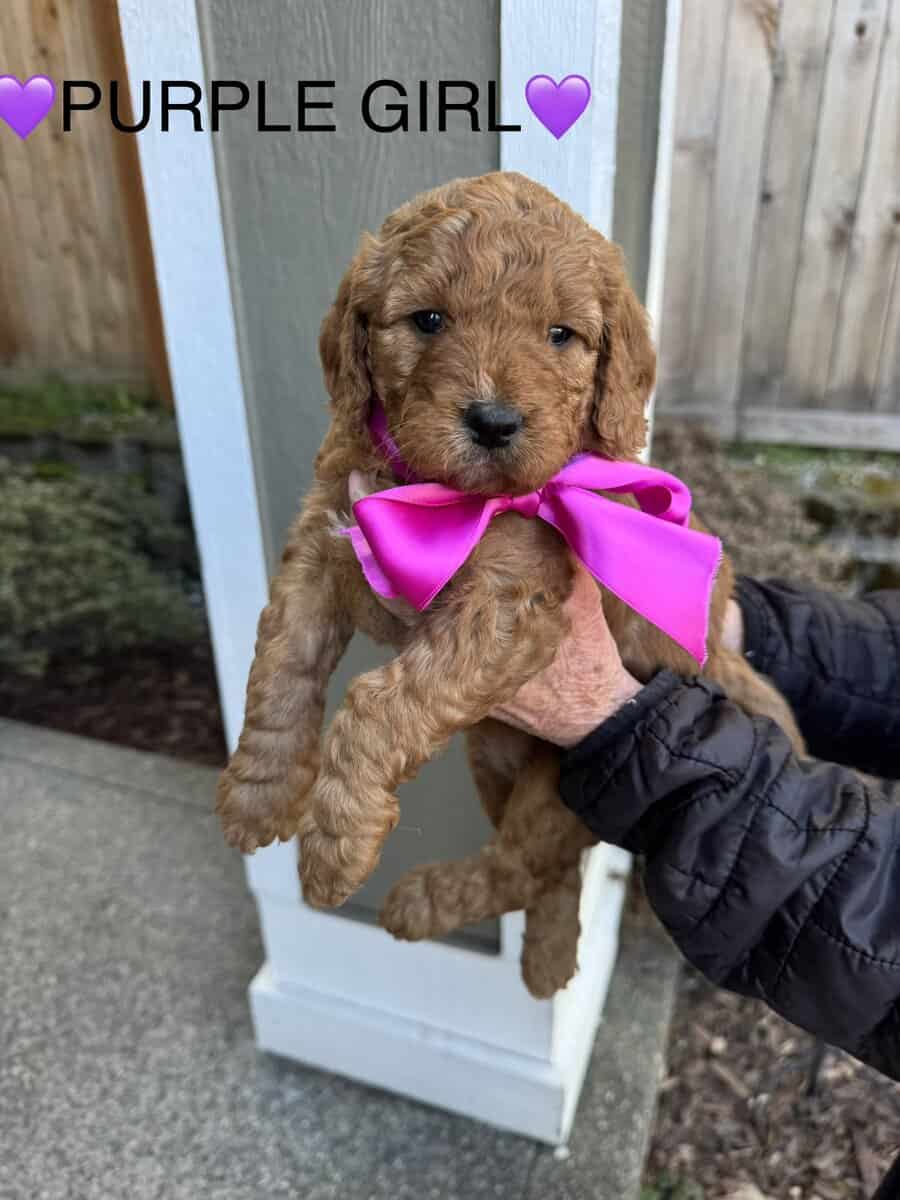 Min golden doodle puppies image 3