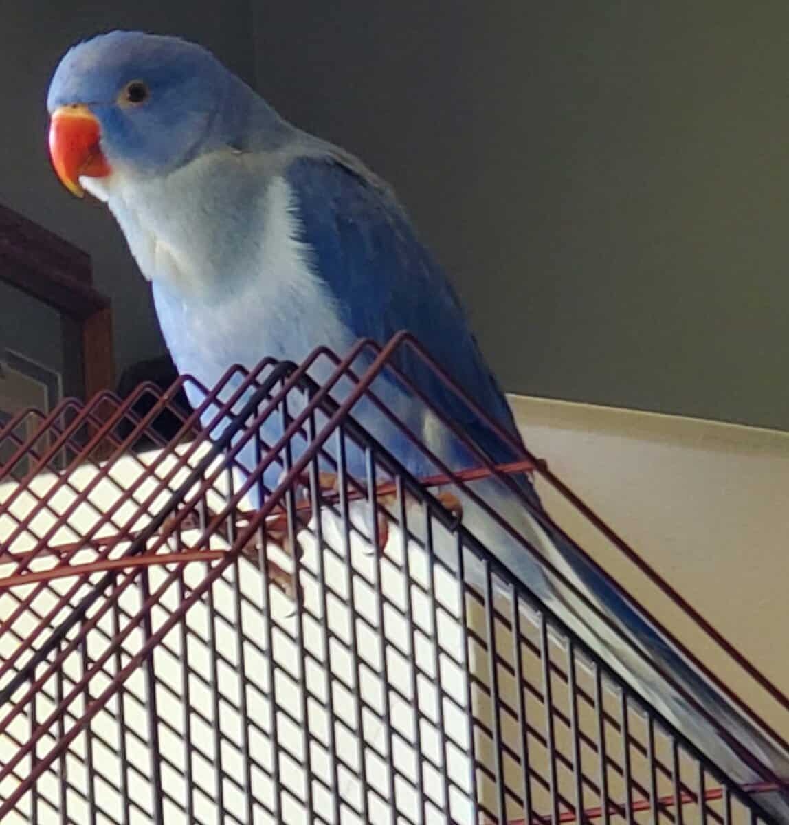 Indian Ringneck babies image 4