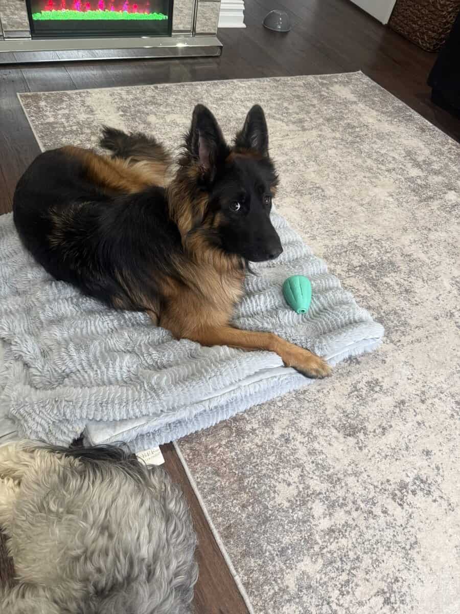 Purebred Champion German Shepherd image 21