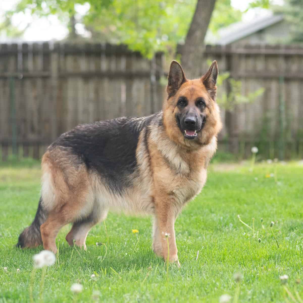 Female German Shepherd image 4