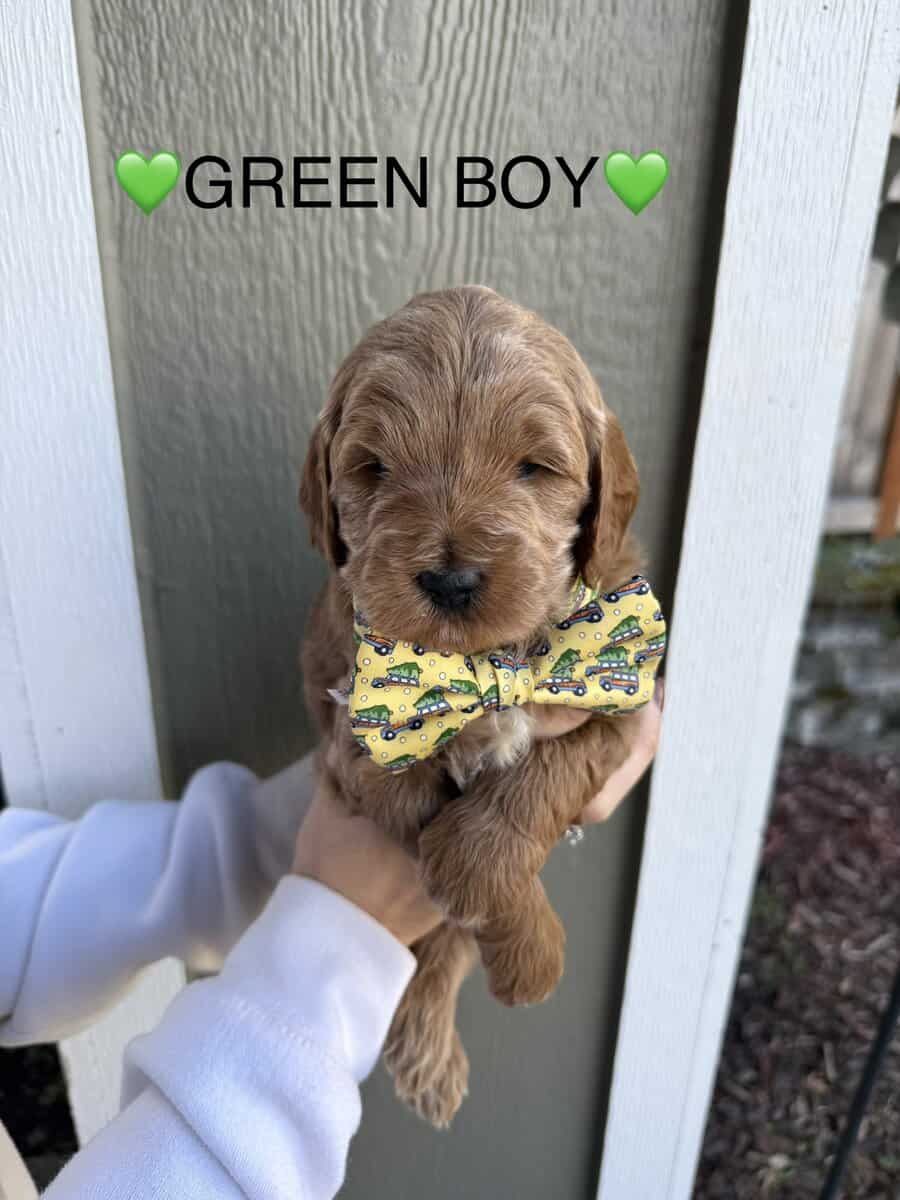 Min golden doodle puppies image 6