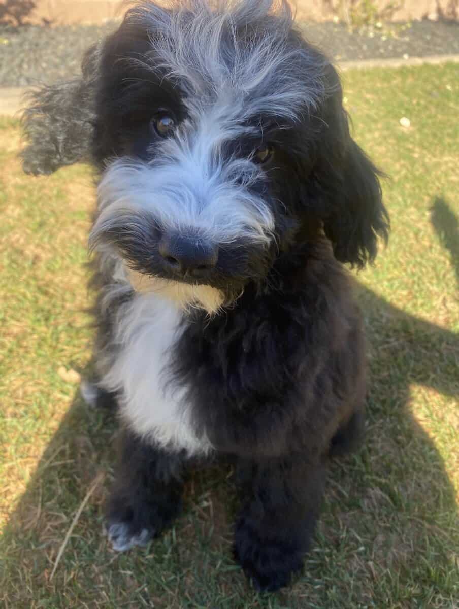 Mini Portidoodles image 10