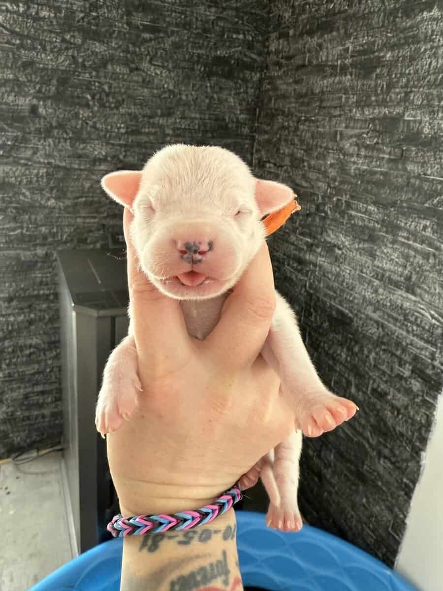 Akc dogo argentino puppies image 7