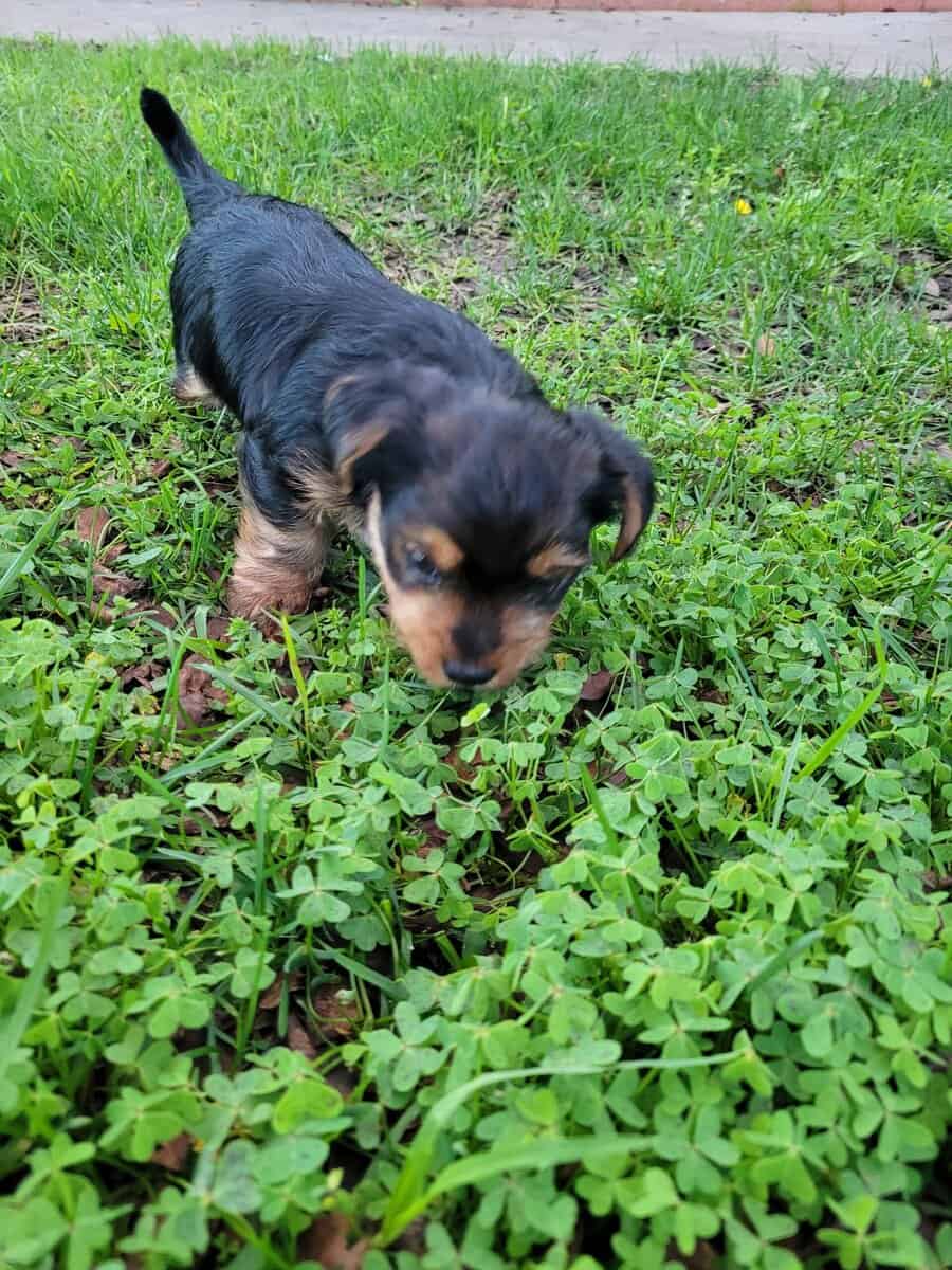Male Yorkie Puppy image 1