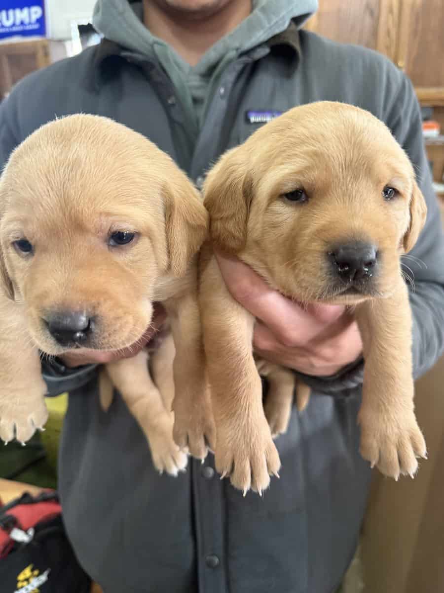 Labs for sale image 3