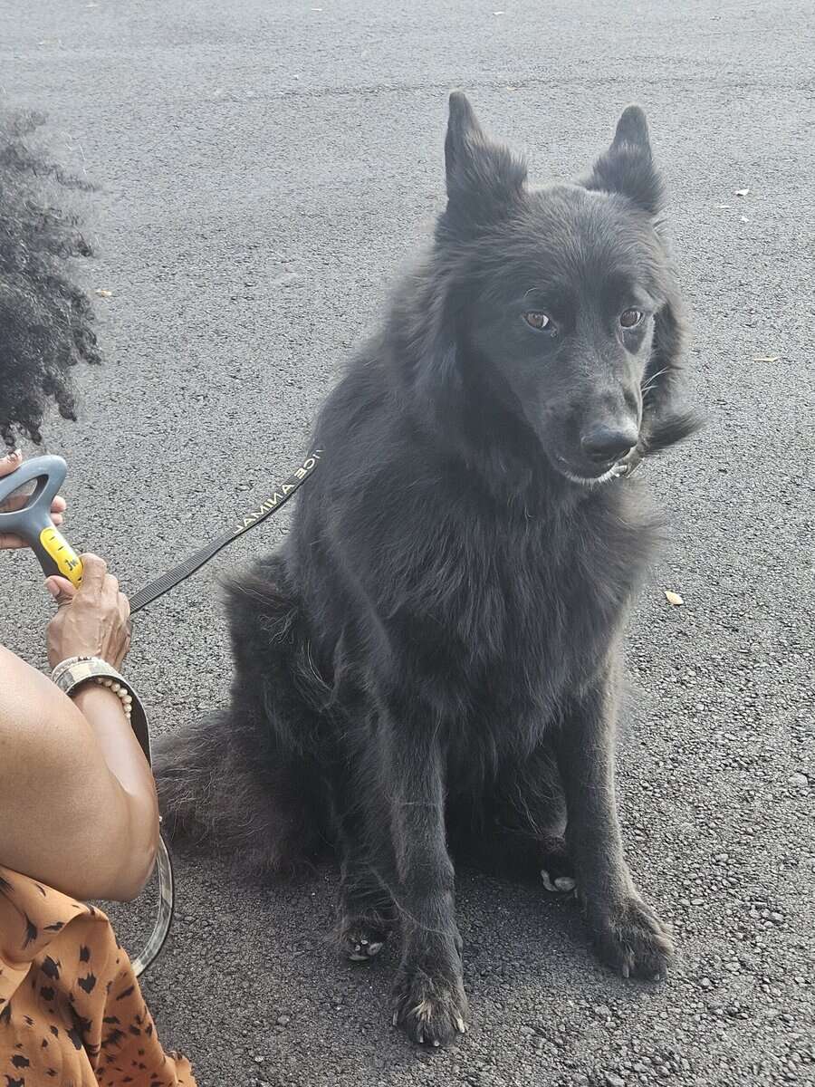 6 year old service dog Chief house broken trained. image 1
