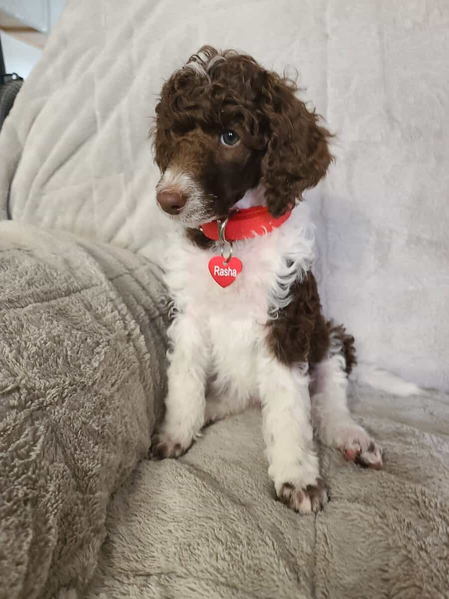 Standard poodle puppies image 3