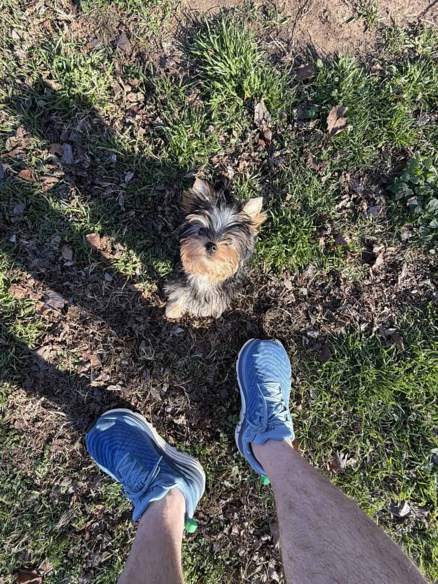Yorkie puppy image 6