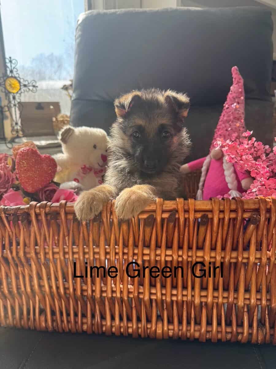 German Shepherd puppies image 2