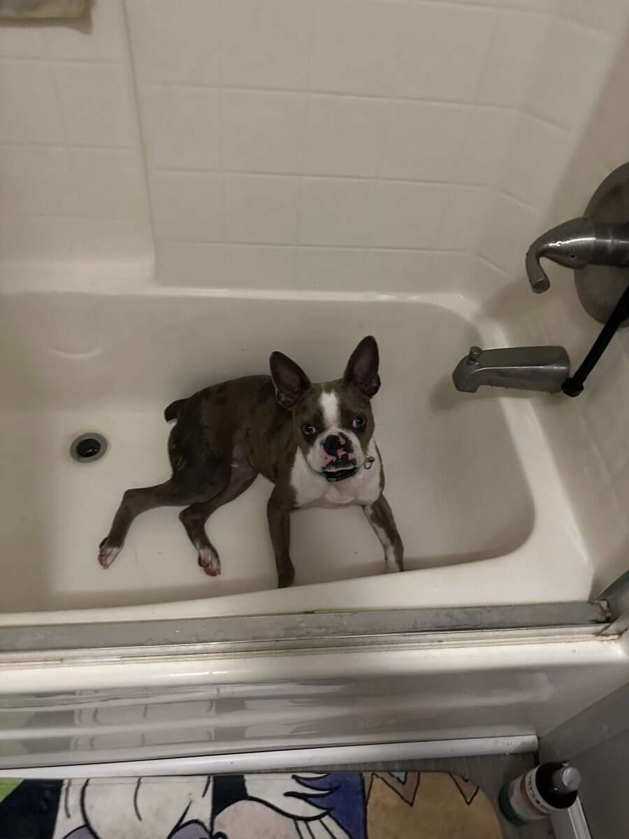 2 y/o Boston Terrier needs new home image 2