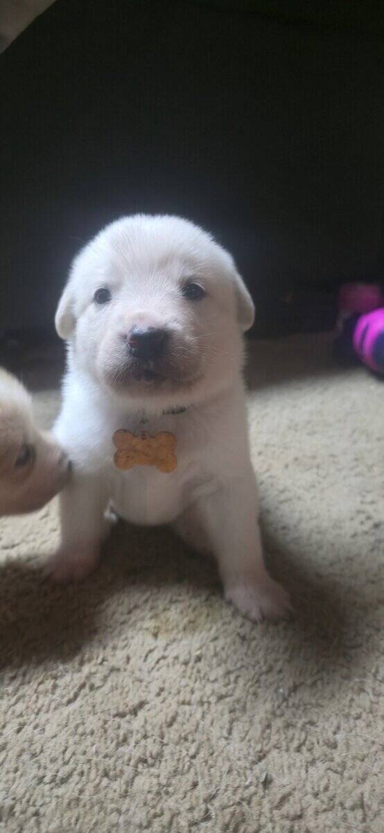 10 pyrenees x malmute hybrid puppies image 5
