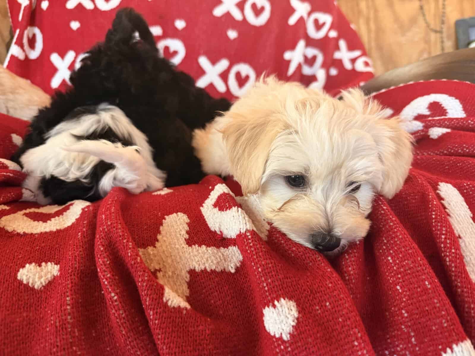 Puppies image 2