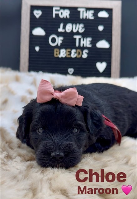 Goldendoodles image 5