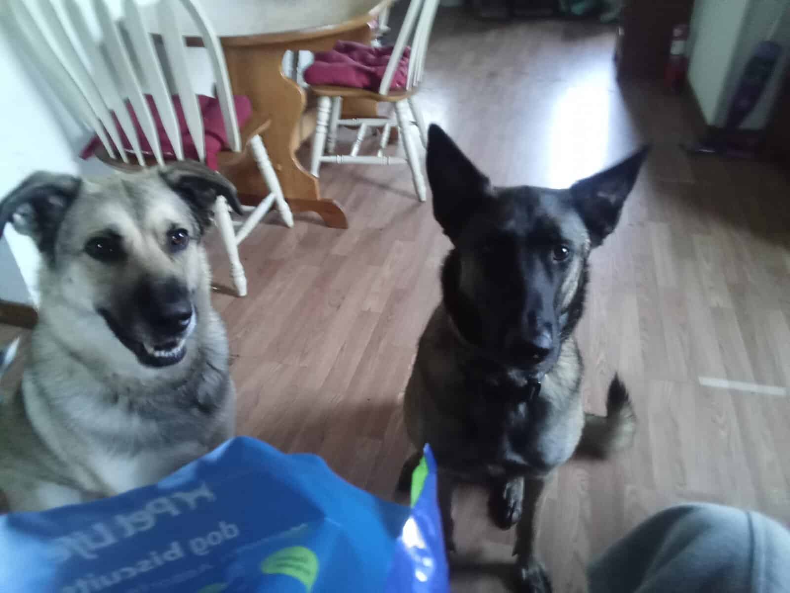 belgian malinois and eastern shepard mix image 2