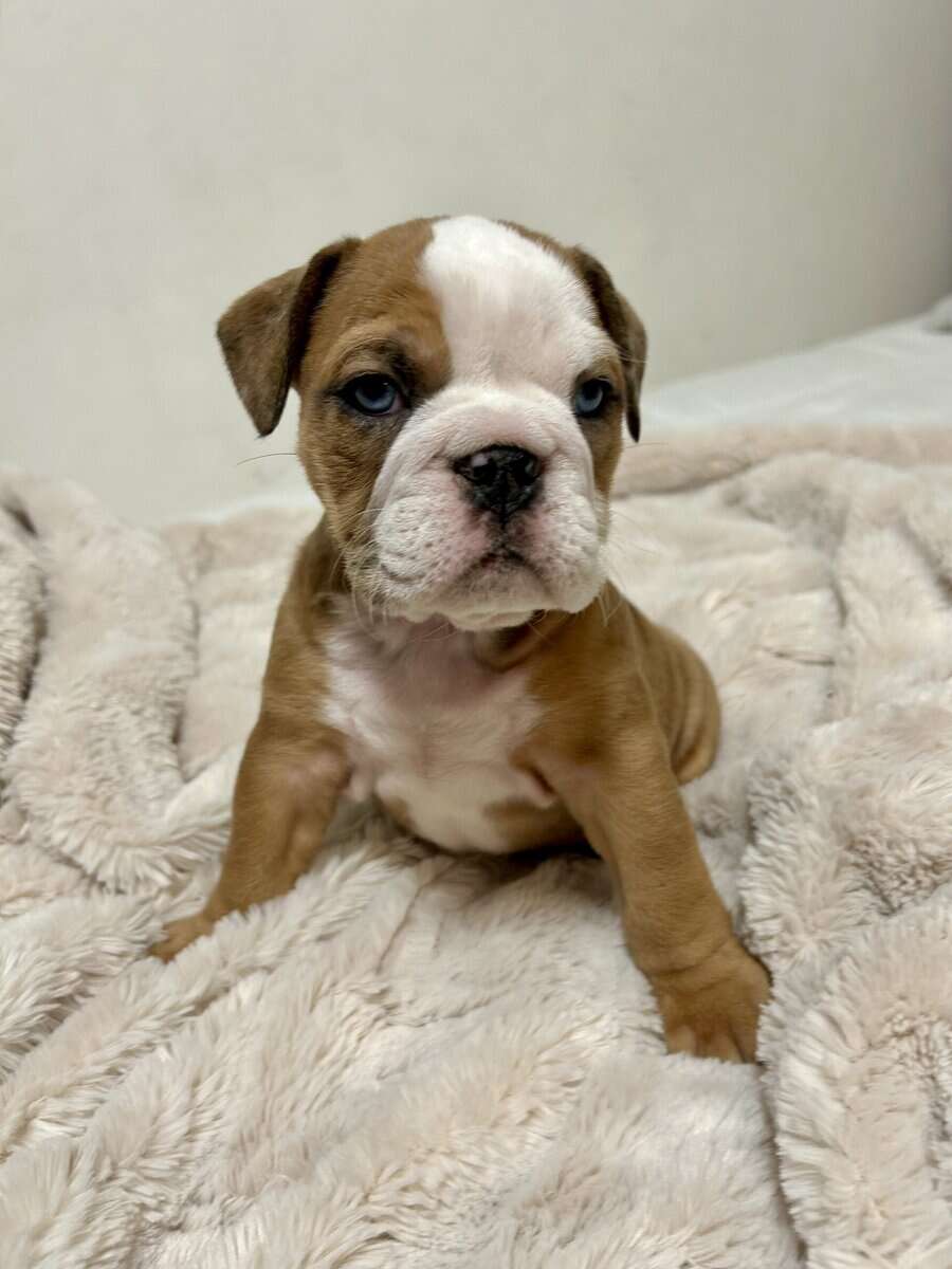 English bulldog puppy image 3