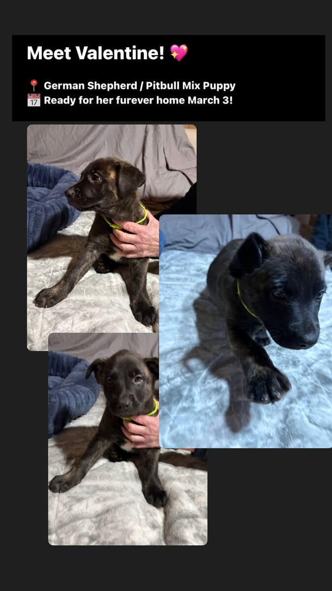 German Shepard/ pit bull puppies image 1