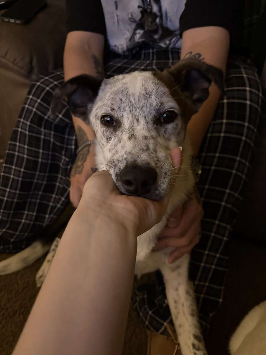 Australian Shepherd/ Cattle Dog Puppy image 3