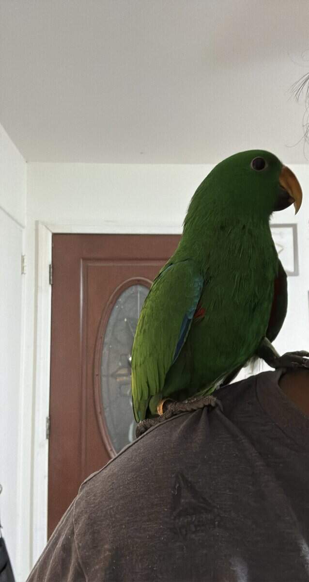 Caique , Eclectus And Sun Conures image 8