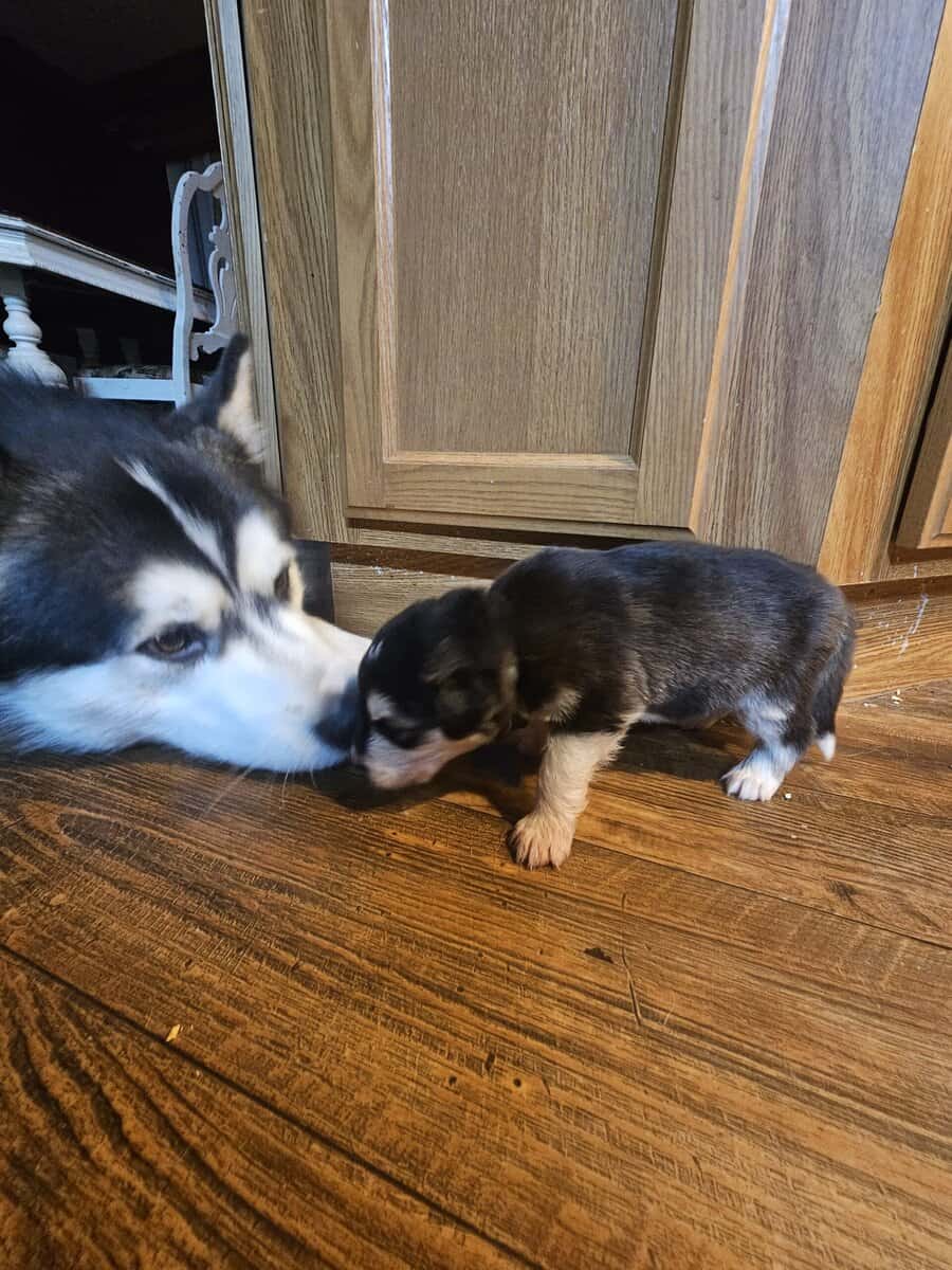 11 malamute mix puppies image 7