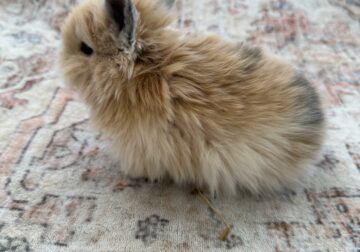 4 Holland Lop Bunnies available