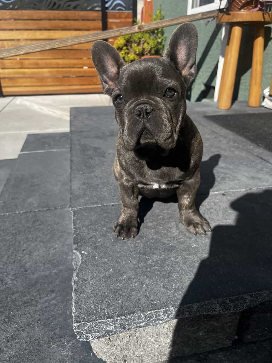 READY TO GO NOW – FRENCH BULLDOG PUPPIES 🐶 image 4