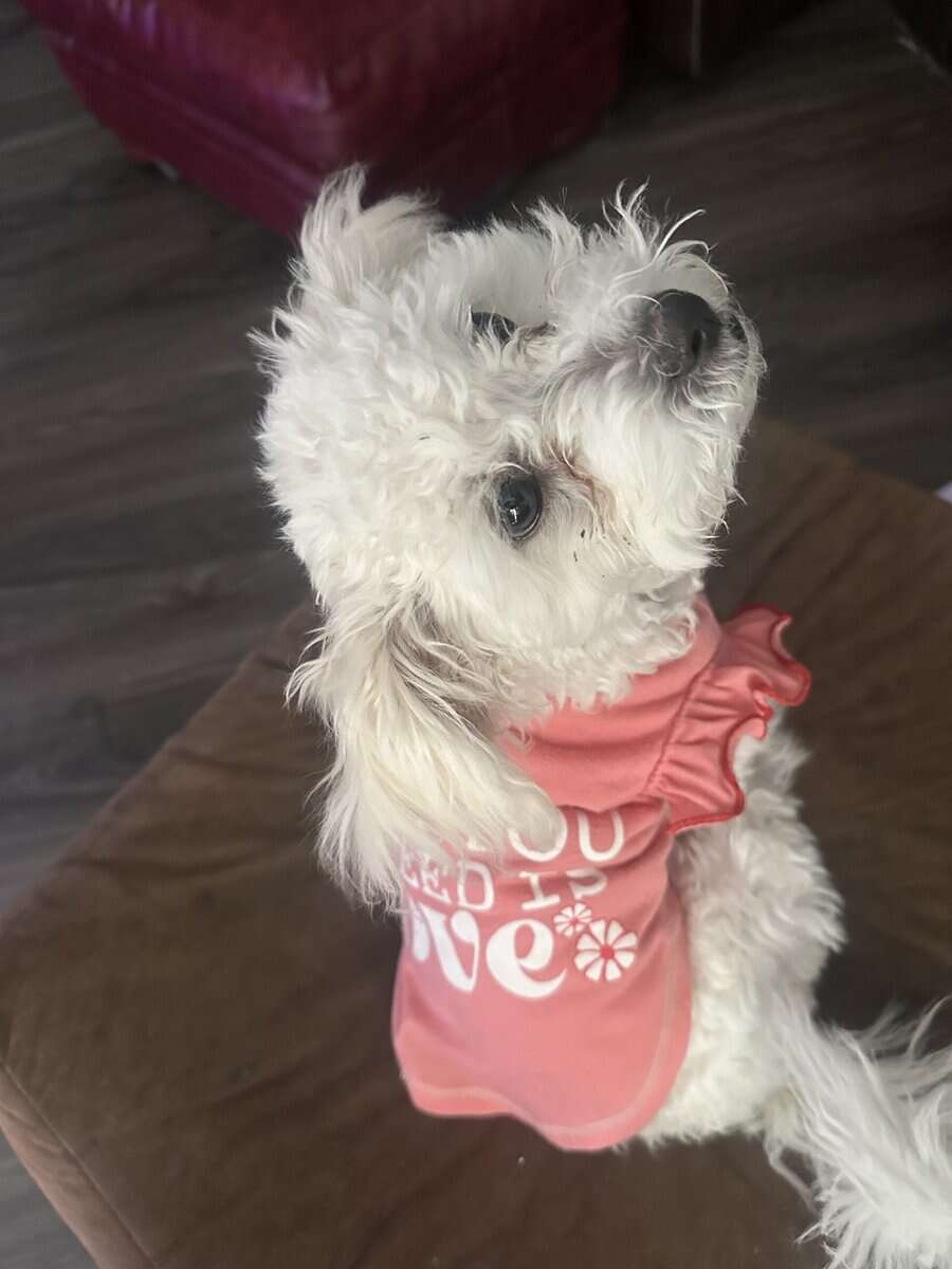 Honey, Sweet 6 month Shih Poo image 1