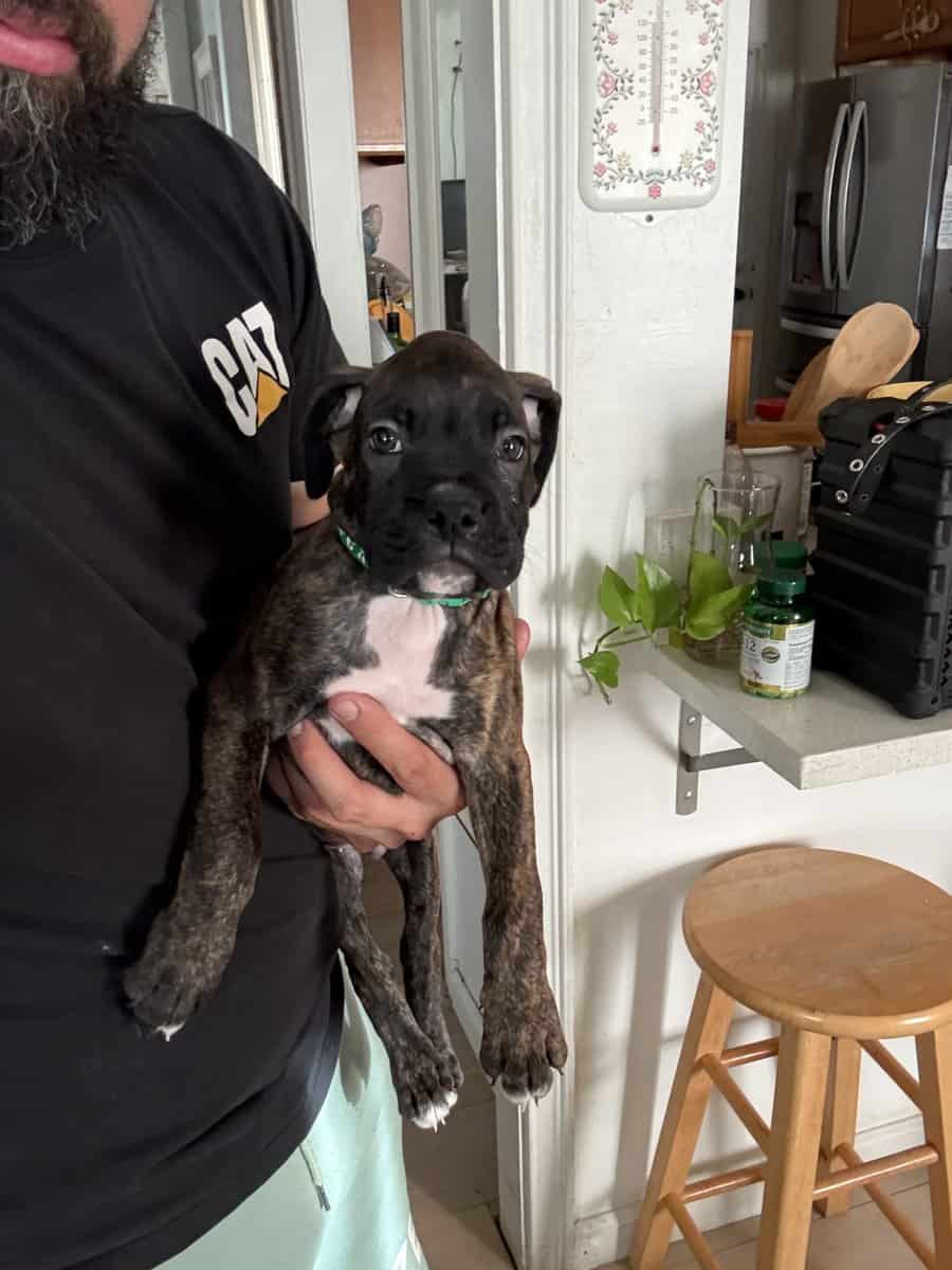 Boxer puppies image 2