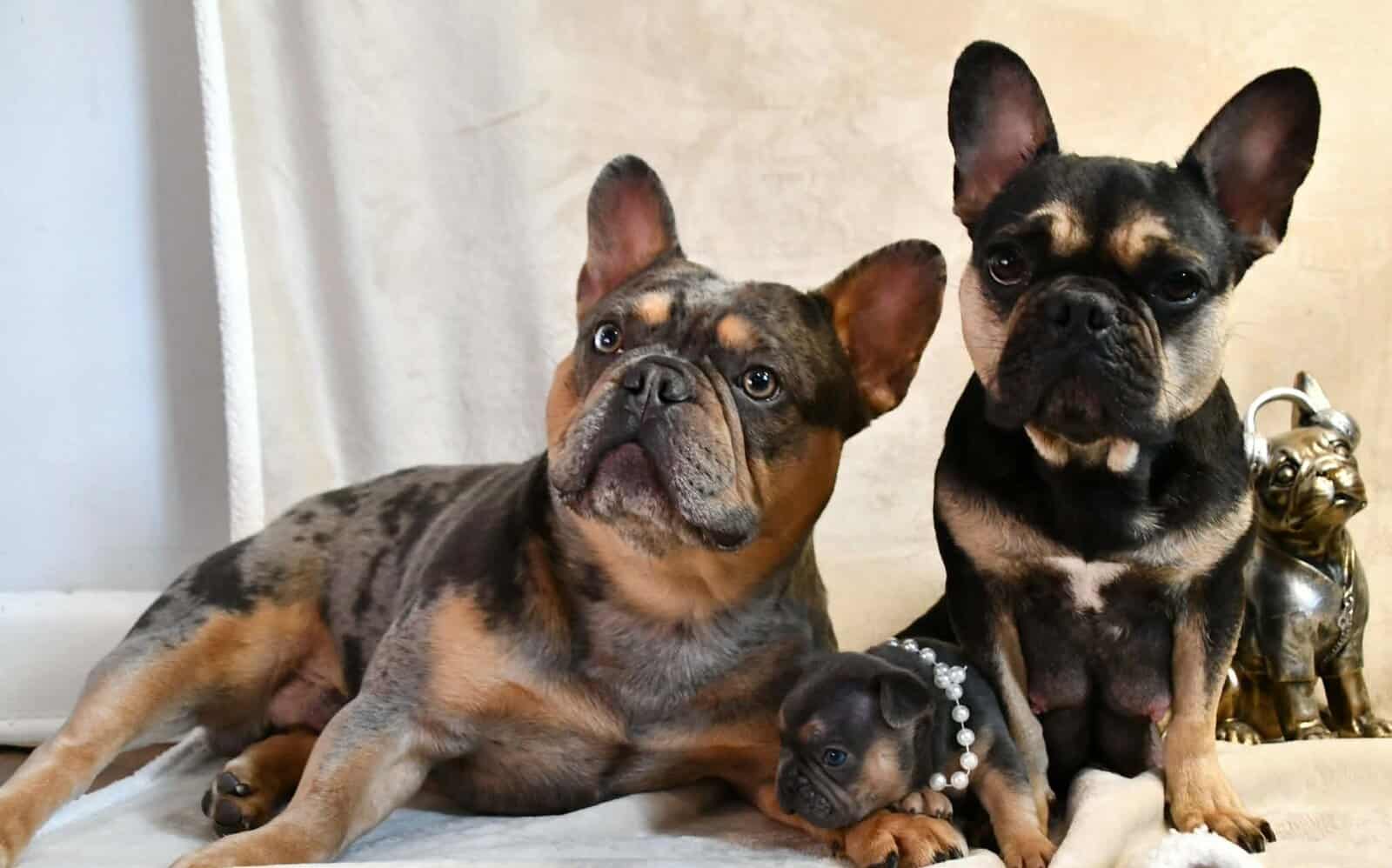 Litter of 6 for Sell - French Bulldogs image 19