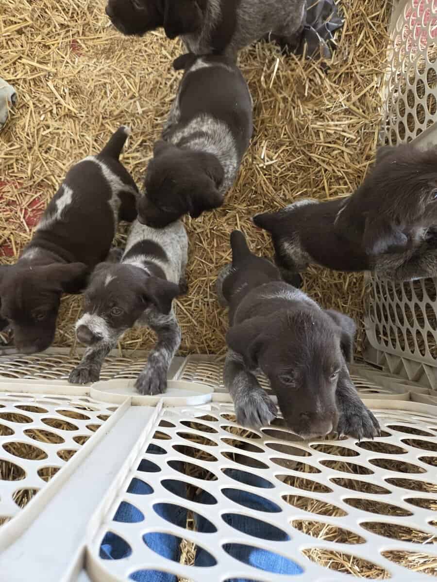 German Wirehaired Pointer Puppies image 6