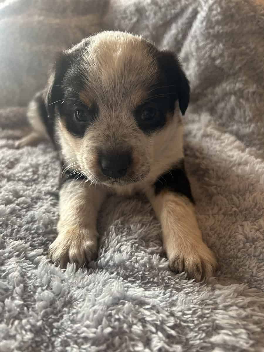 Adorable Australian Heeler pups image 15