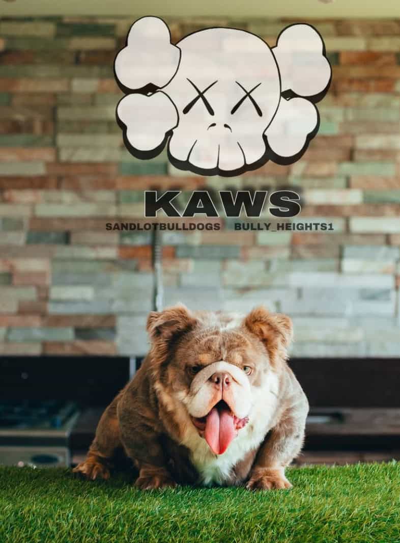 English Bulldog Studs image 2