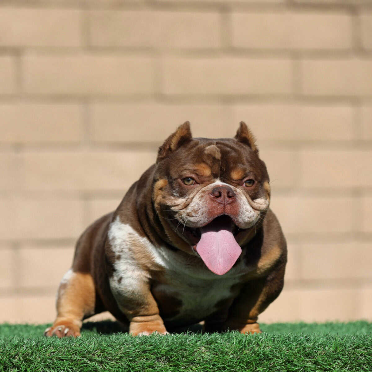Bully Studs image 3