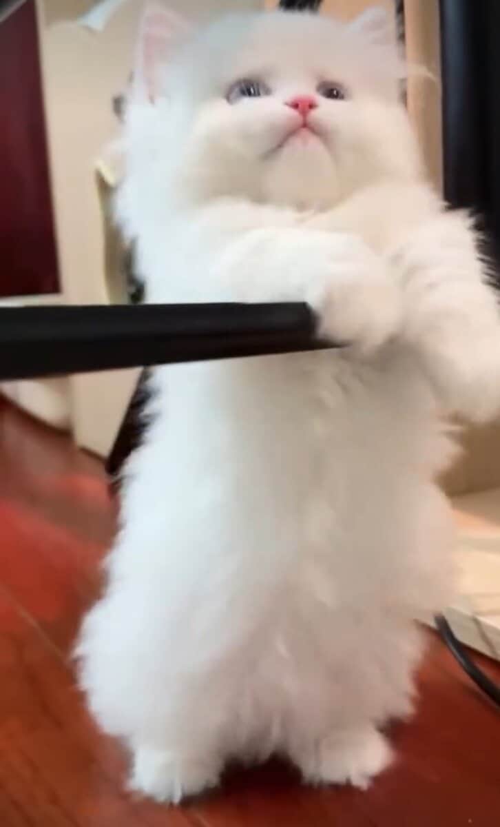 Dollface Persian Kitten image 3