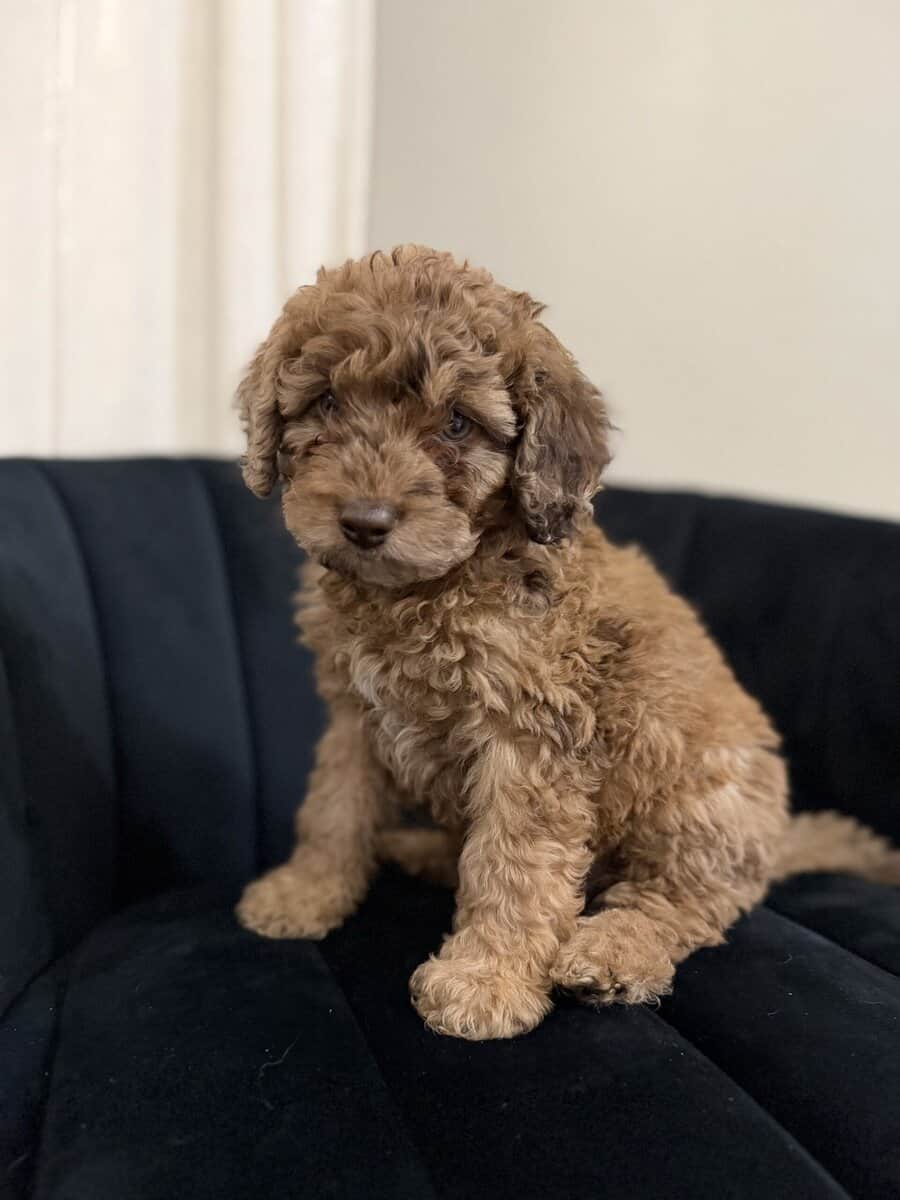 Mini F1B Aussiedoodles | 8-12lbs image 1