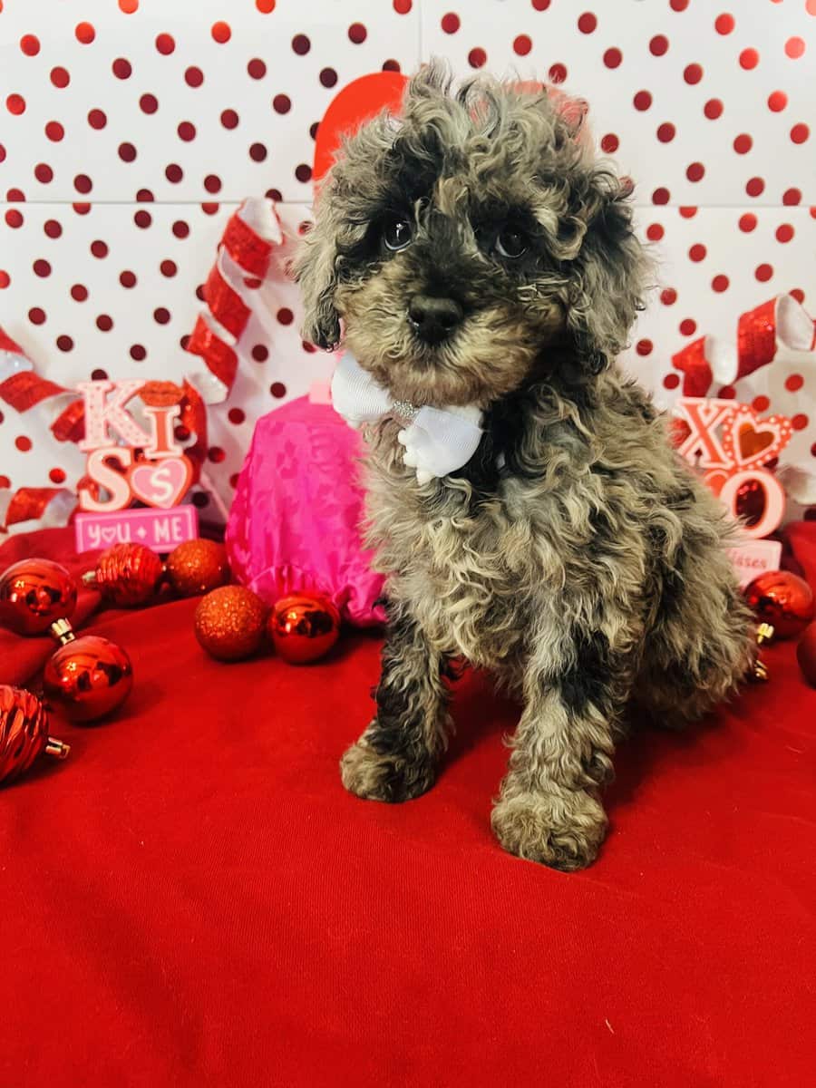 Merle Mini Poodle image 2