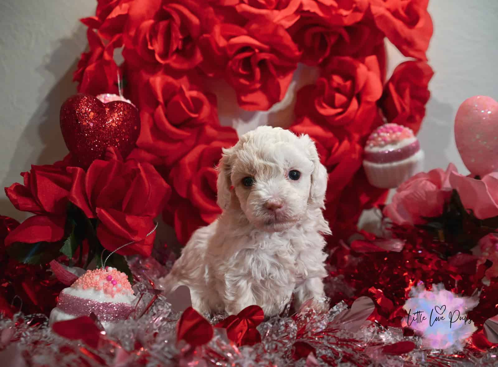 Toy Poodles image 8