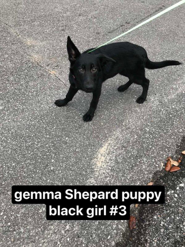 Akc German Shepherd Puppies image 8