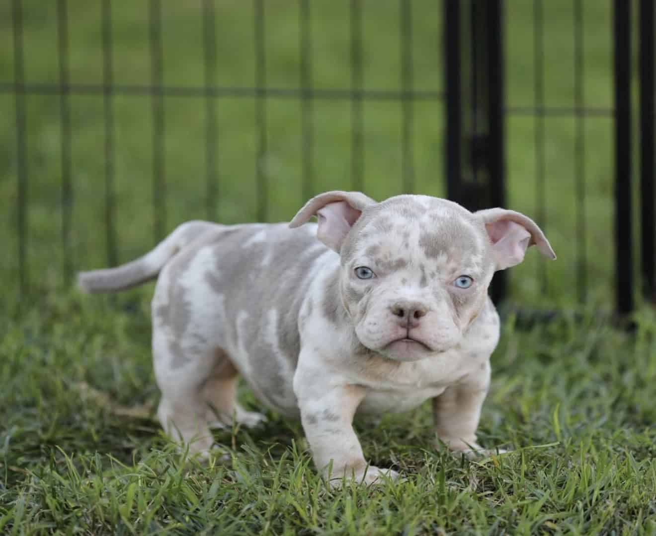 American Bully girls image 1